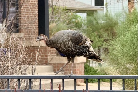 Wild Turkeys Run A-Fowl in Metro Denver