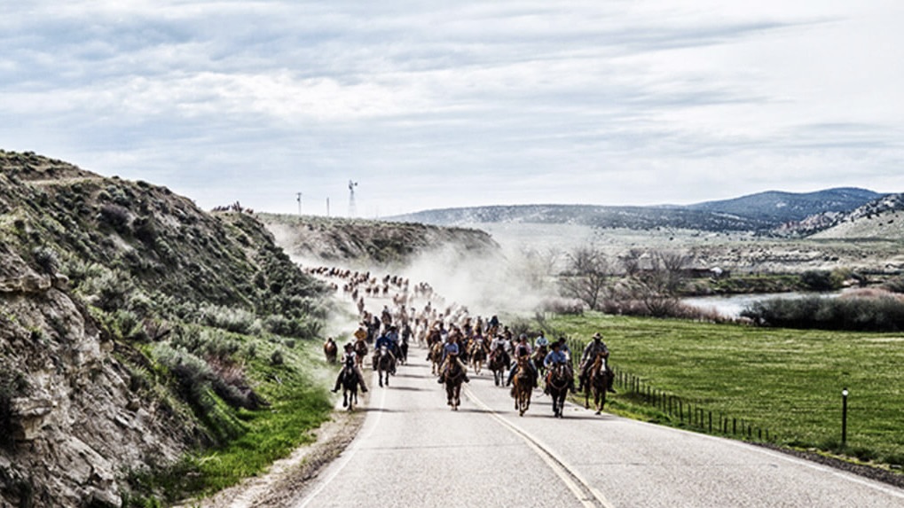 Hundreds of horses kicking up dust during the Great American Horse Drive