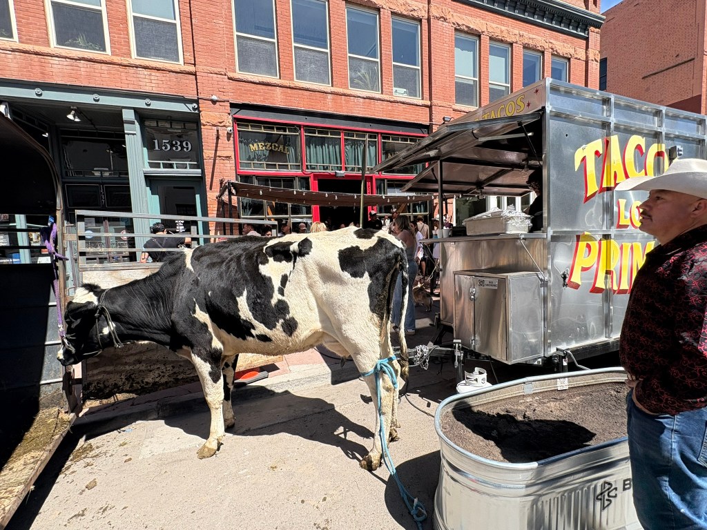Lola the cow