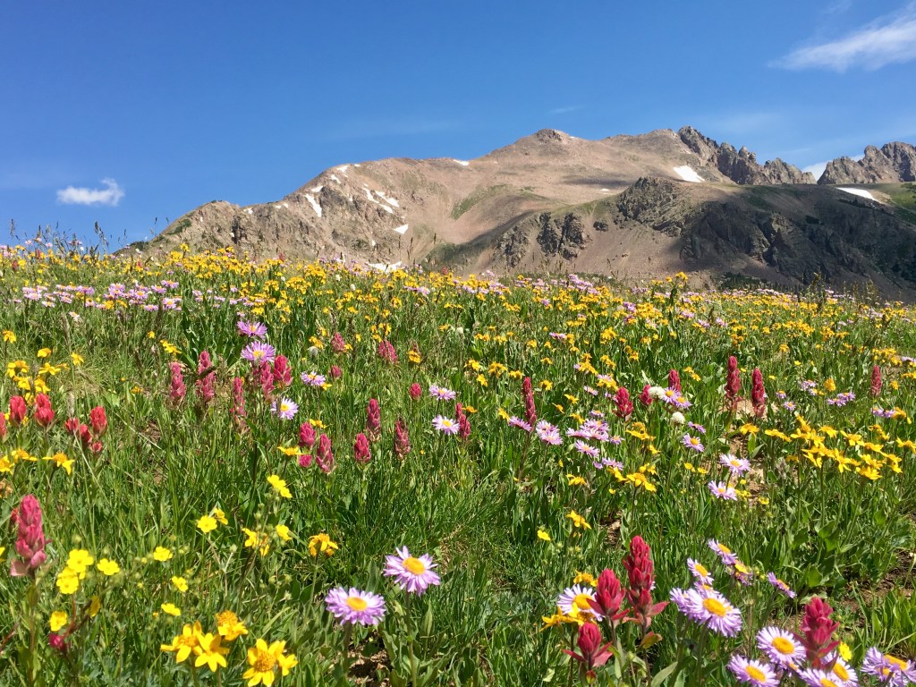 Colorful wildflowers backdropped by rocky peaks on Red Buffalo Pass
