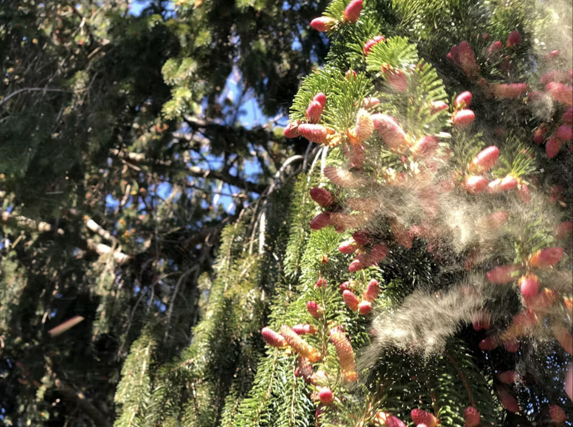 Pine cones release pollen on a windy April day in Fairfax County, Va.
