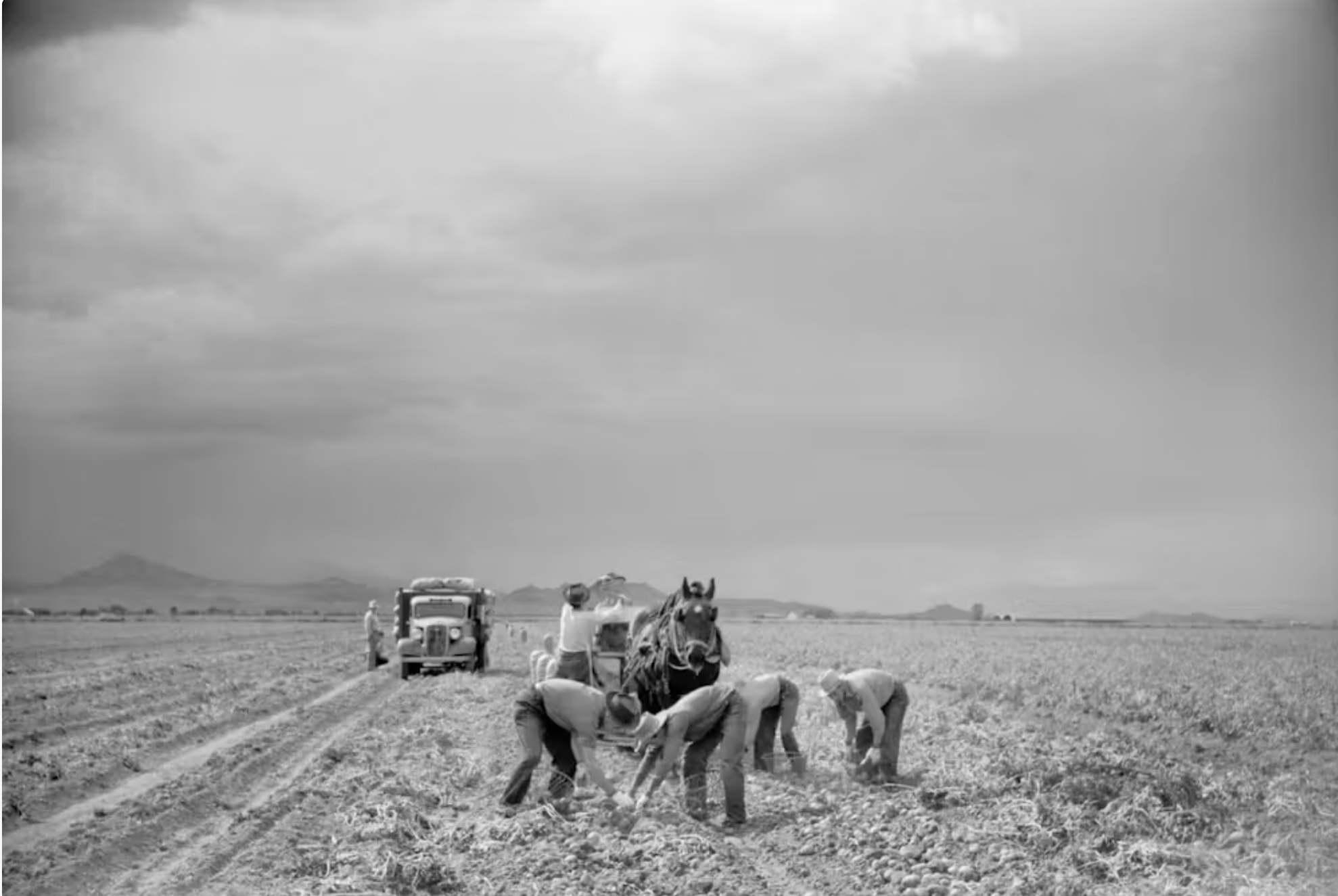 Workers harvesting potatoes in the San Luis Valley of southern Colorado in 1939.