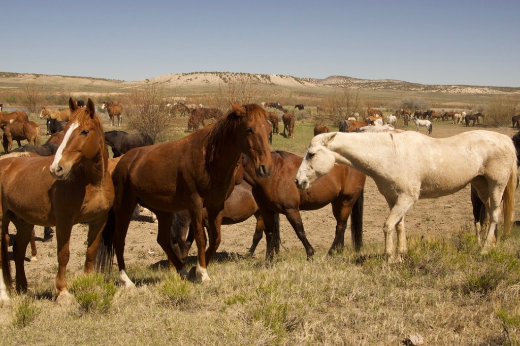 Dozens of Sombrero Ranch horses grazing in a pasture