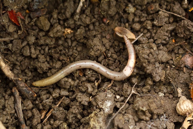 an asian jumping worm slithers through the top soil