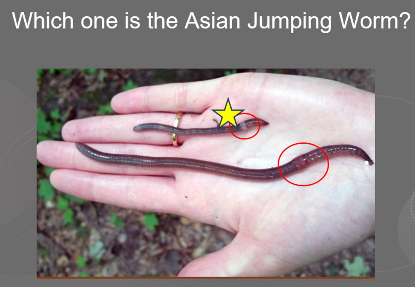 a comparison between a European nightcrawler and an Asian jumping worm