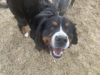 The Dangers of Off-Leash Dogs