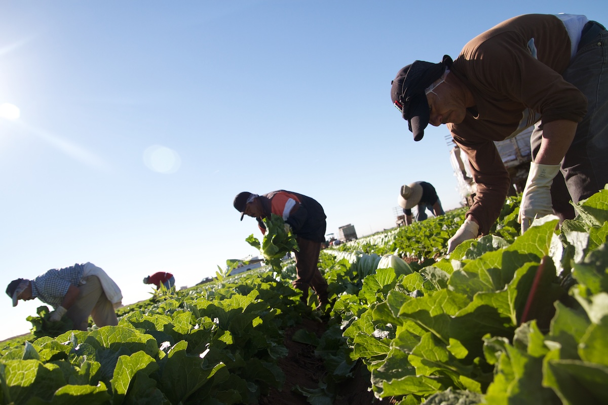 Mexican migrant workers harvest crops in an Arizona field