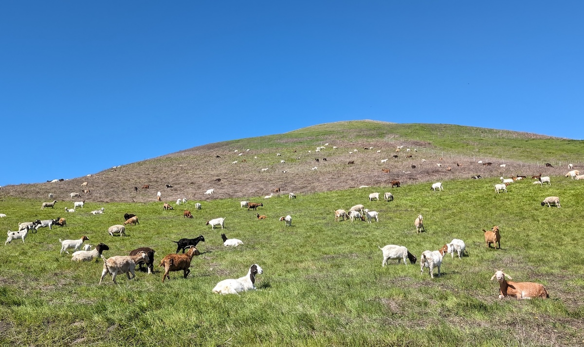 goats grazes on a grass hill