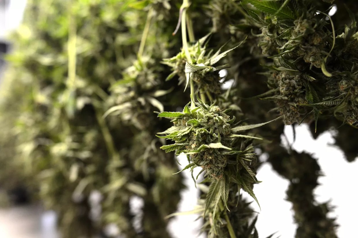 Cannabis buds hang to dry after harvest