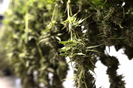 Colorado Issues 11th Weed Recall of 2026