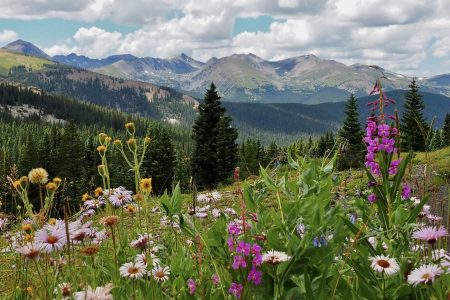 Ten common Colorado wildflowers to know before your next hike