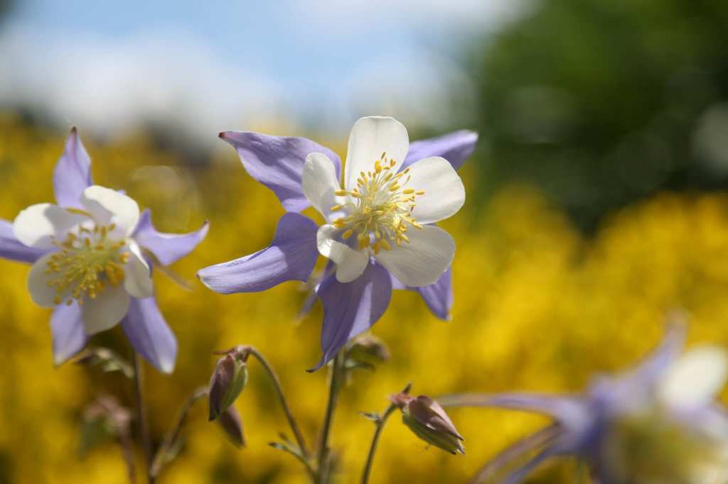 A close-up of three Columbines featuring blue sepals and white petals