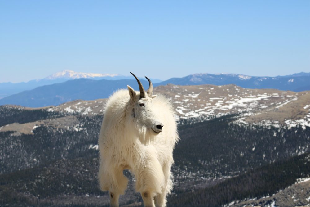 A mountain goat backdropped by snowcapped peaks on the Mount Blue Sky Scenic Byway