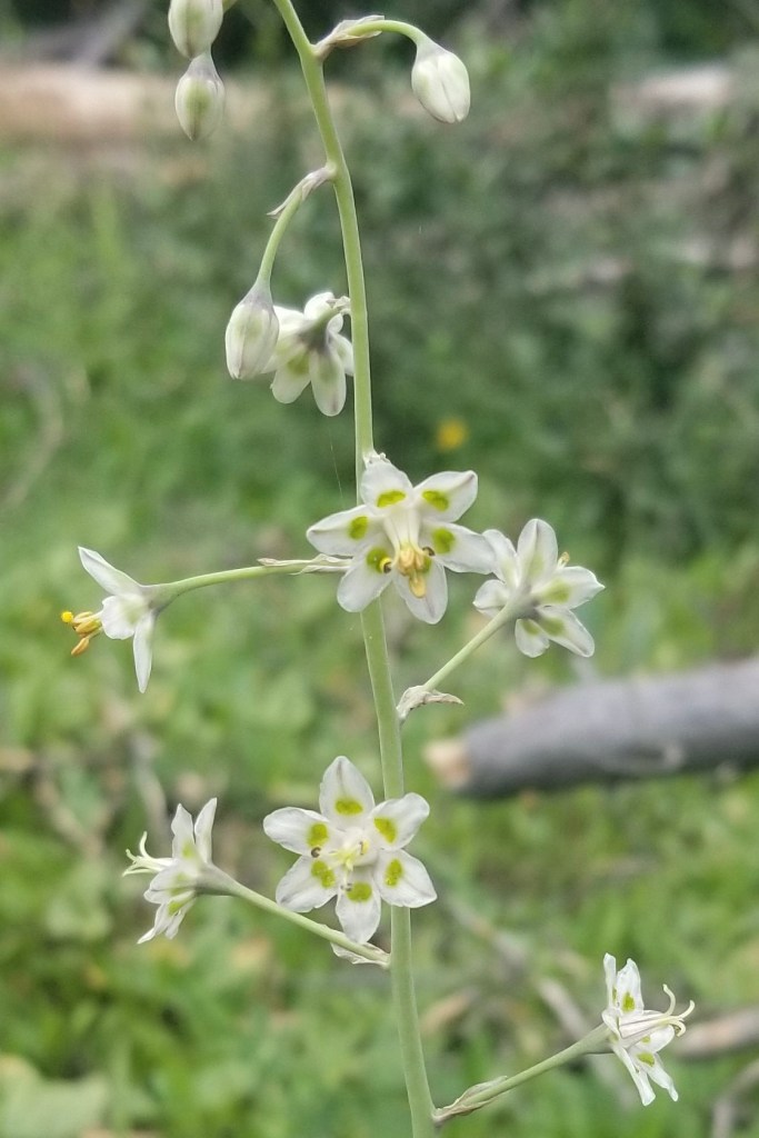 Six-point white flowers with green inner markings growing from a Mountain Death Camas stem