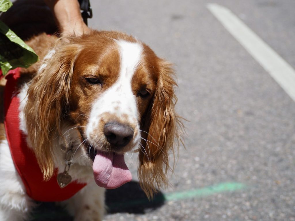 A dog panting