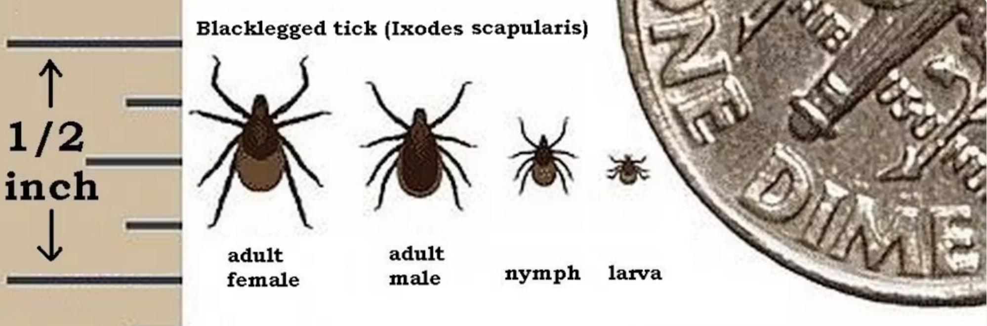 Images of different ticks and their sizes