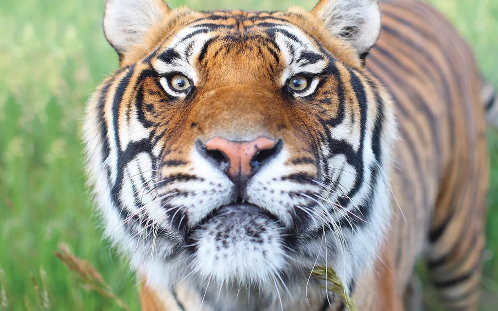 A close-up view of a tiger's face at the Wild Animal Sanctuary
