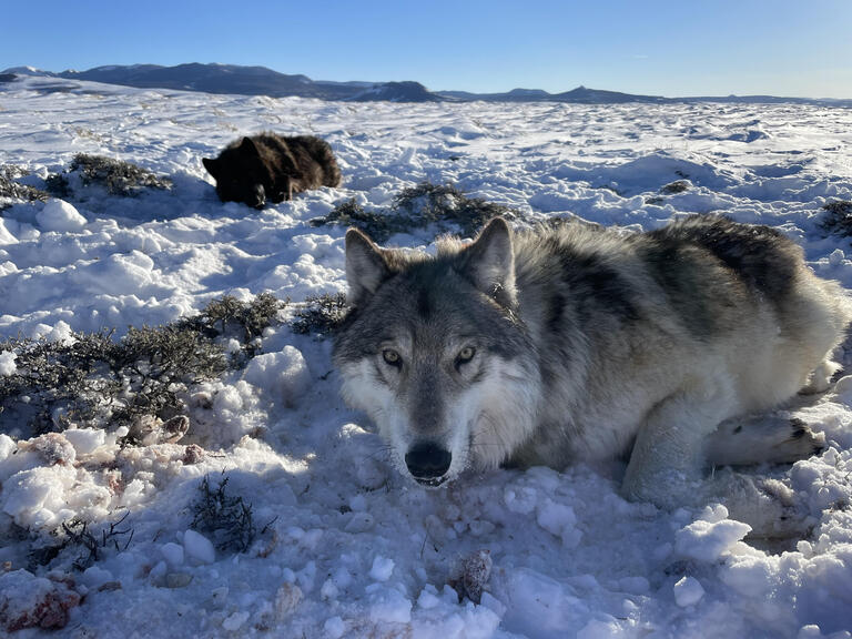 gray wolf in snow