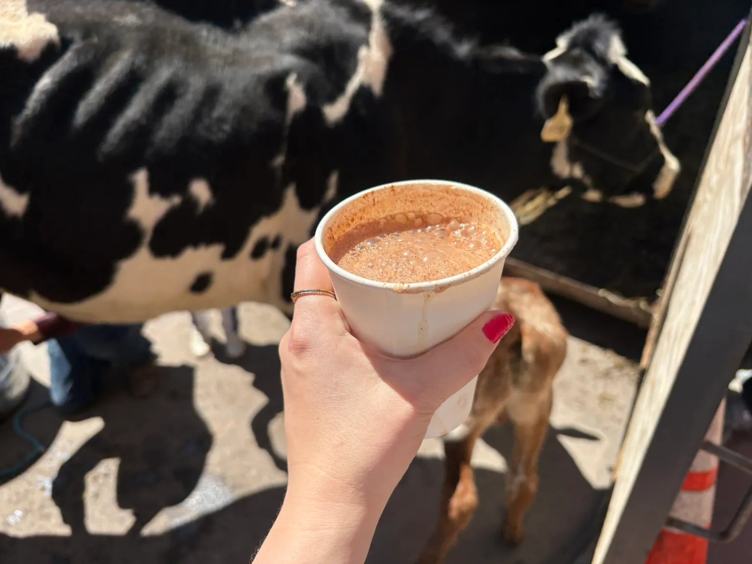 hand holding cup with milk straight from cow