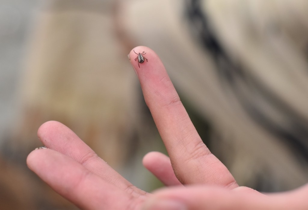 A tick sits on a person's finger