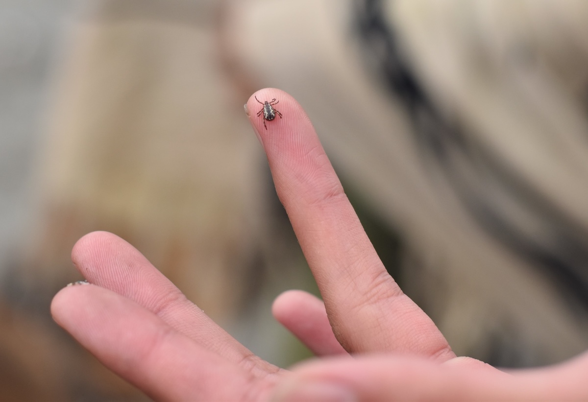 A tick sits on a person's finger
