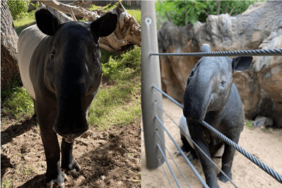 Denver Zoo brings back tapir after death investigation