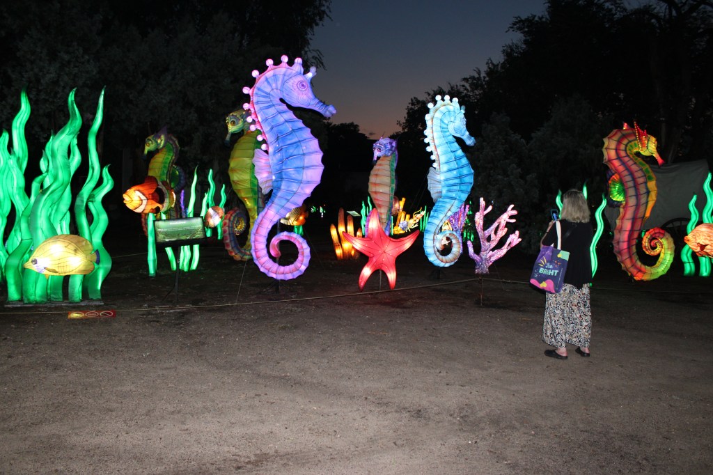 Seahorse lanterns wiht a person looking at them