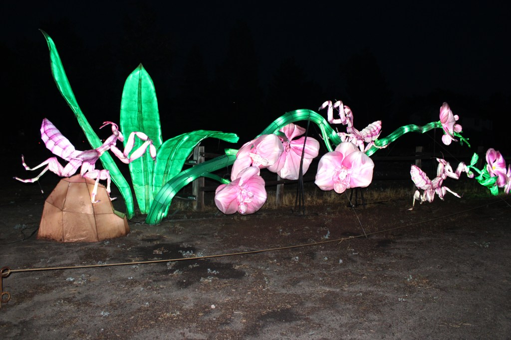 Bug and flower lanterns