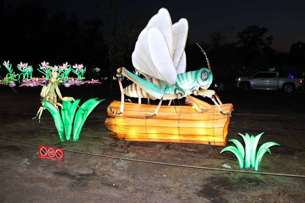 Bug and flower lanterns