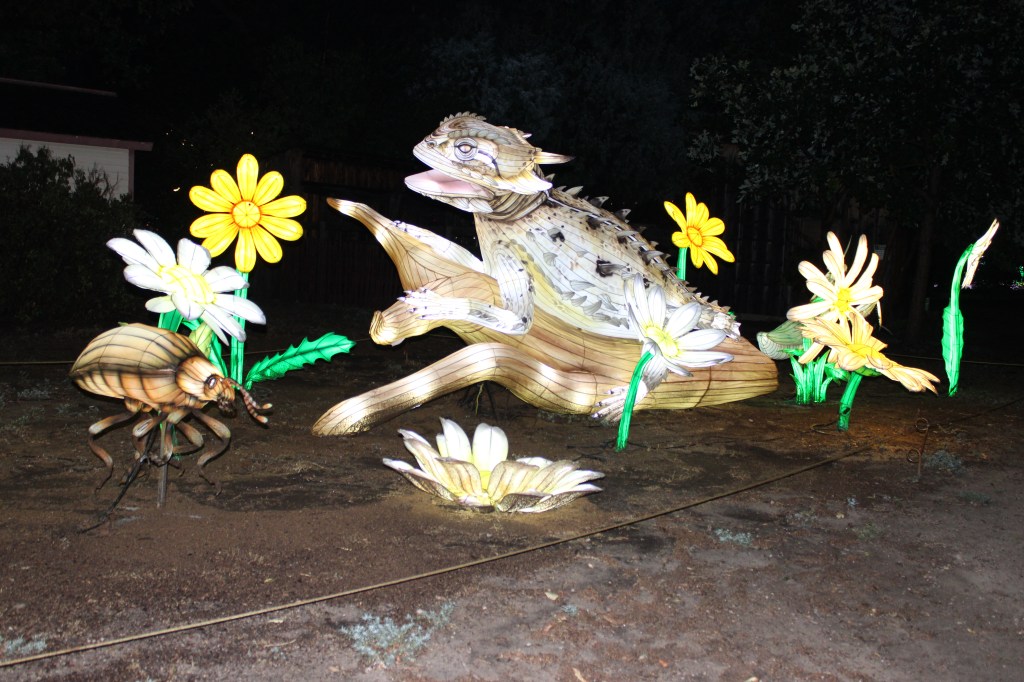 A Texas horned lizard and flower lantern