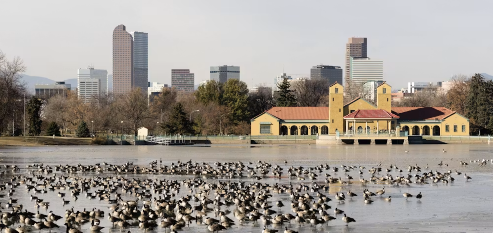 Geese on the pond at City Park in Denver