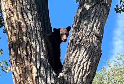 Why are bears wandering into Denver?