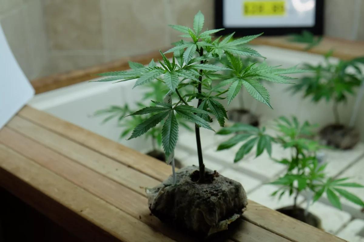 cannabis clone on display