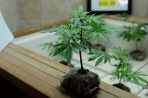 cannabis clone on display