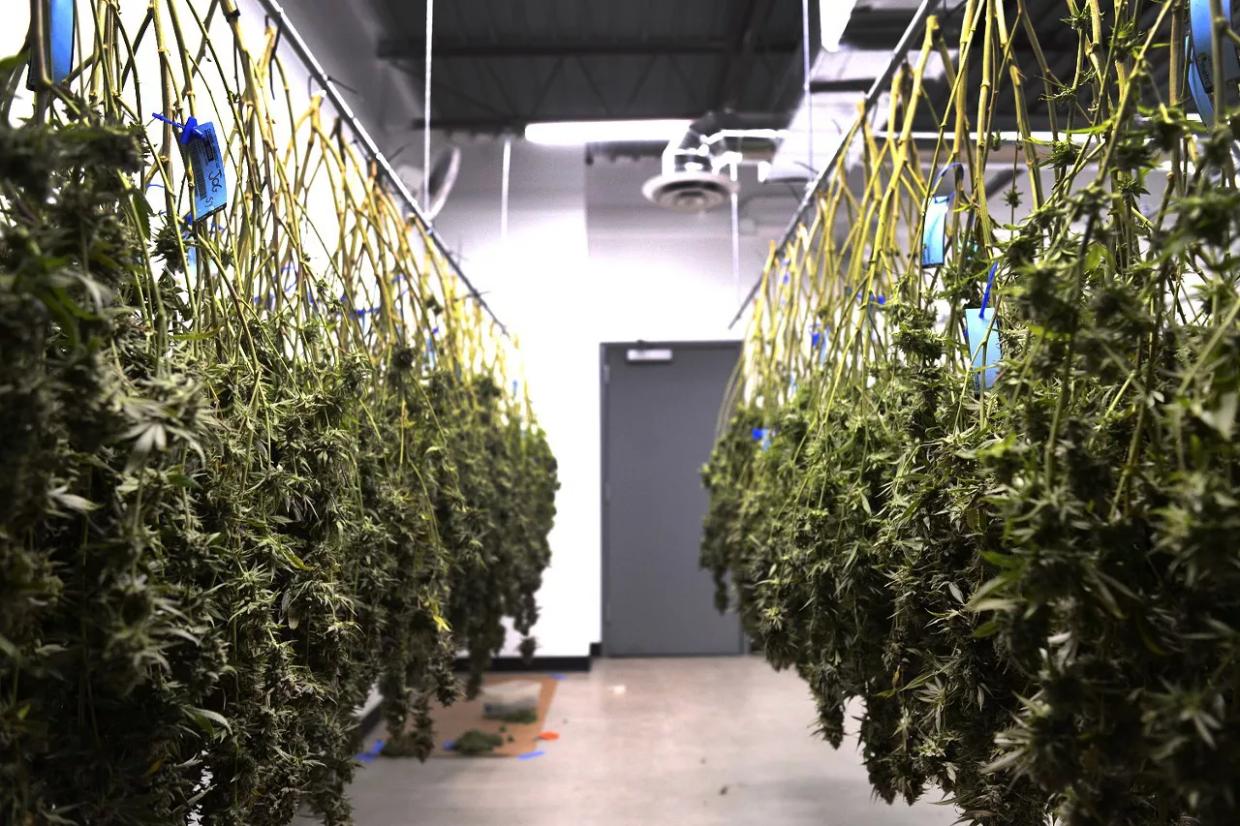 State, Feds Offer Marijuana Safety Course for Eager Cannabis Industry