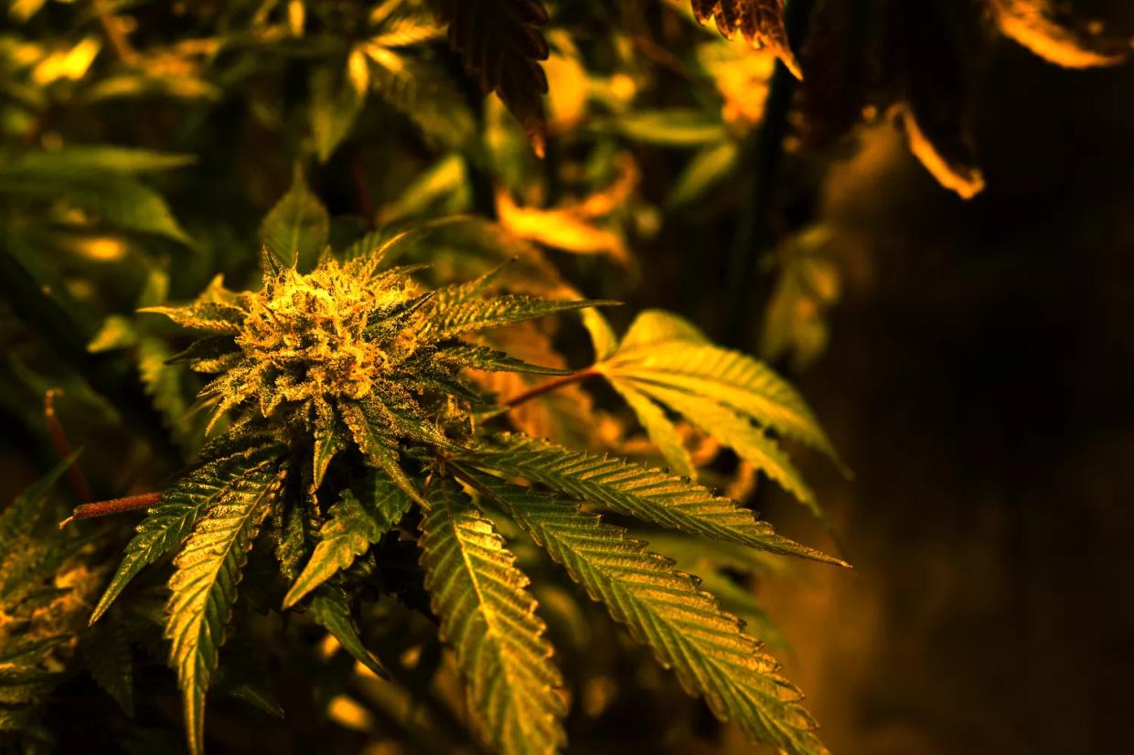 Fifteen Proposed Marijuana Laws That Could Change the Cannabis Industry