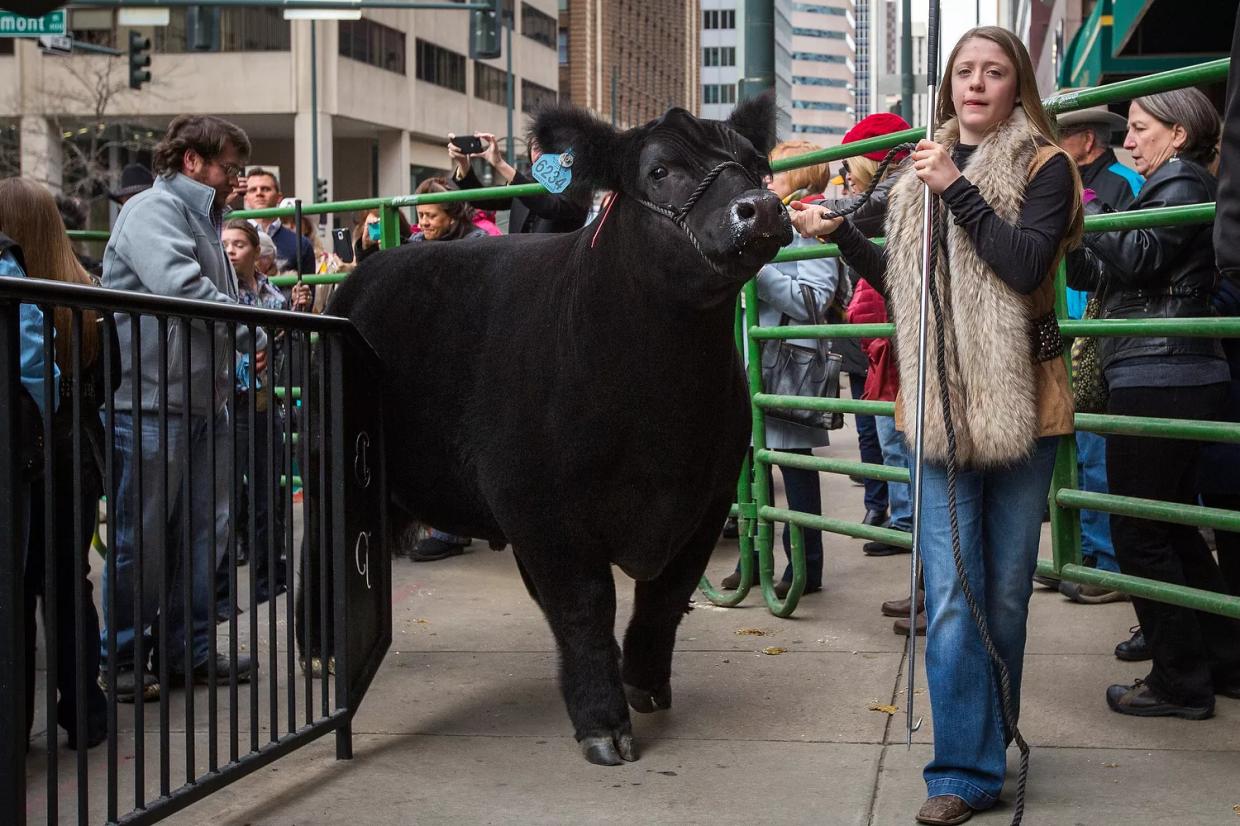 Photos: Tea for Two…Grand Champion Steers at the Brown Palace