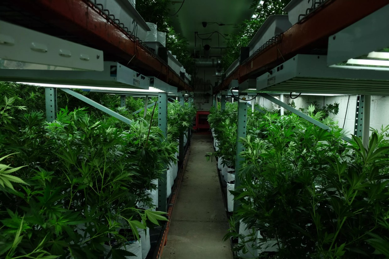 Denver NORML Lobbies in D.C. for Cannabis Banking, State’s Rights