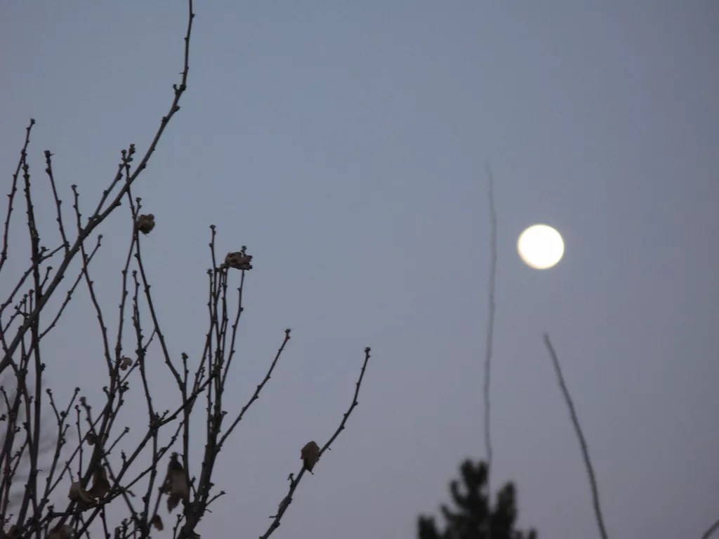 Tips for Transplants: Ten Rules for February in Denver