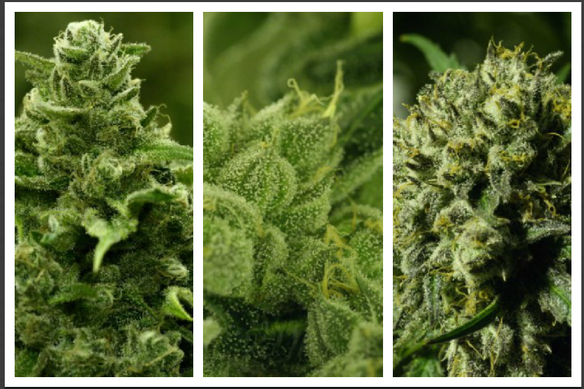 Best Marijuana Strains for a Valentine’s Date Night