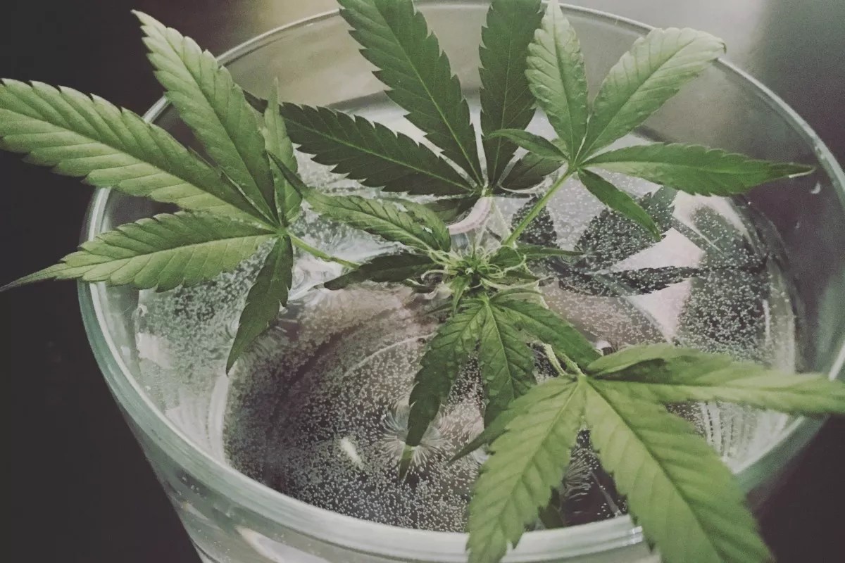 Ten Things a Budding Ganjapreneur Should Know About Starting a Cannabis Business