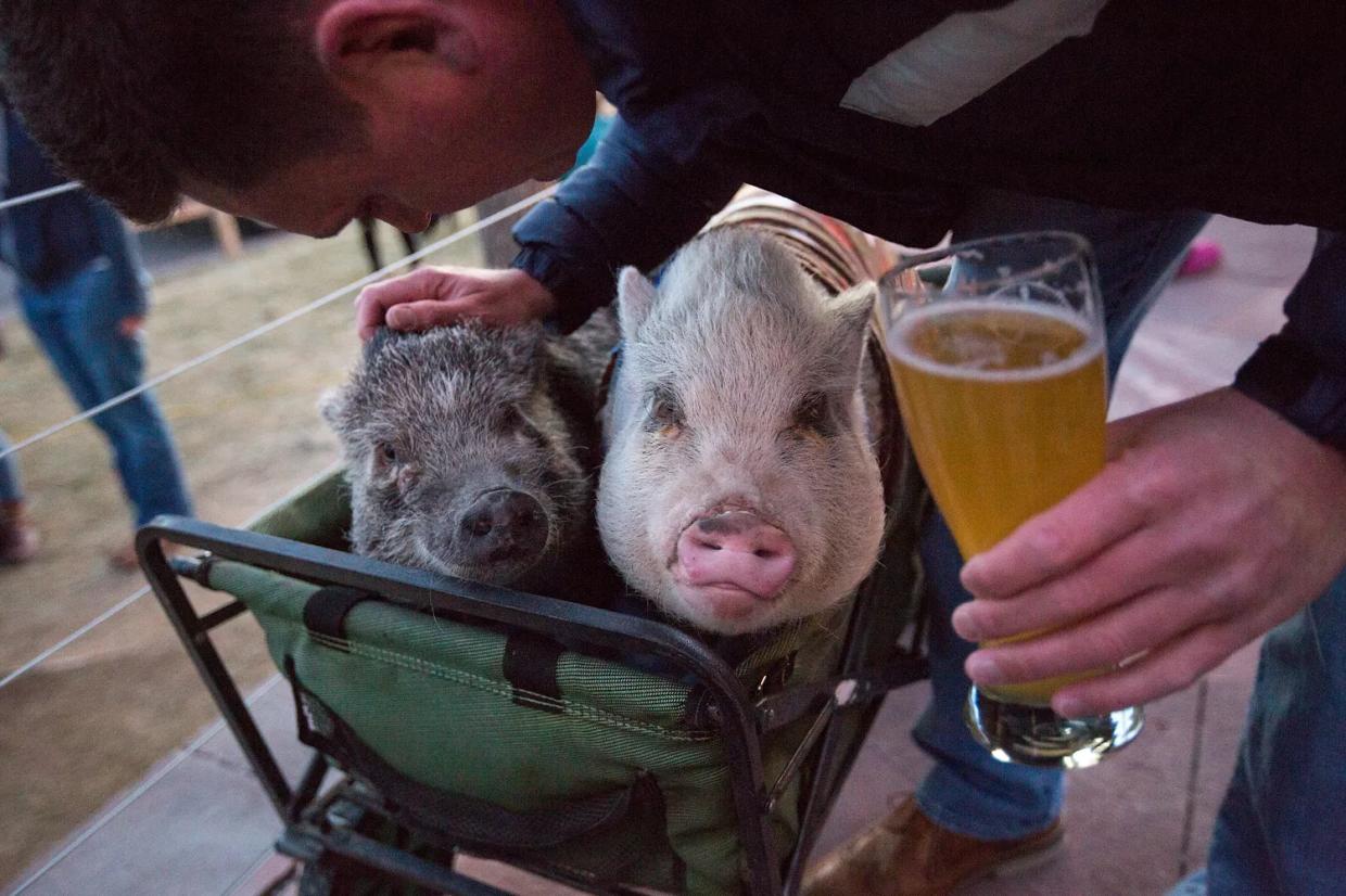 Photos: Pot-Bellied Pigs Invade Resolute Brewing for National Pig Day