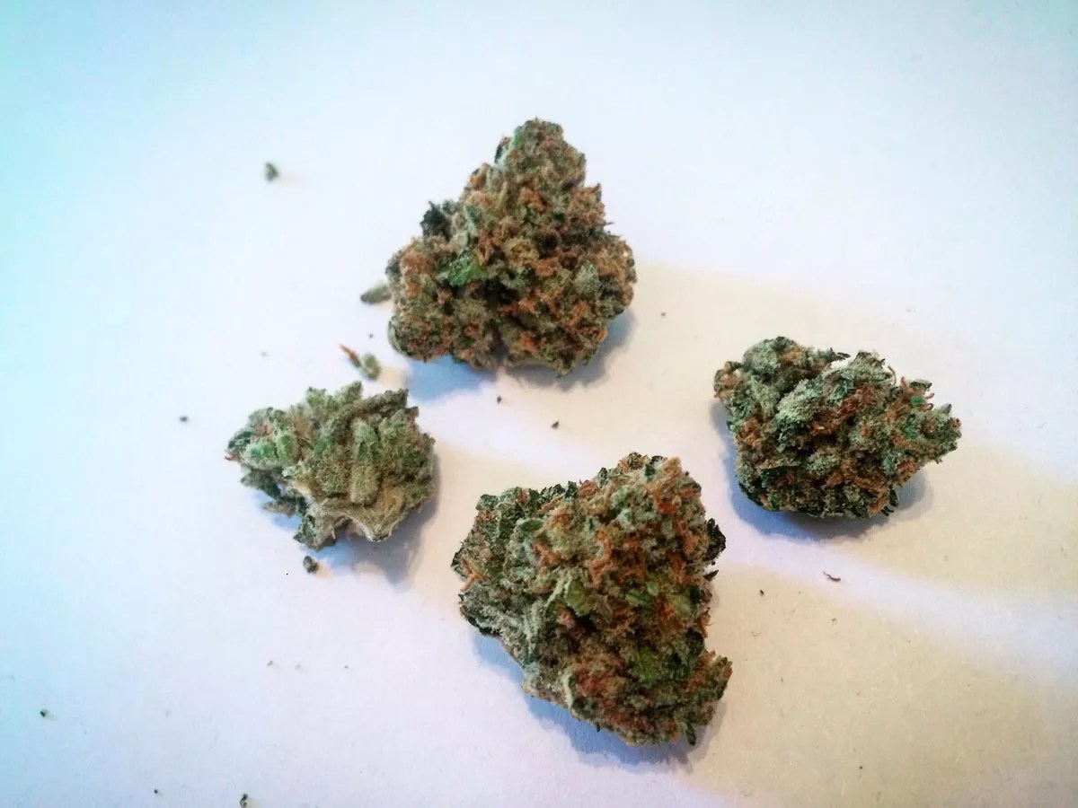 Why Colorado Tokers Love Ghost Train Haze
