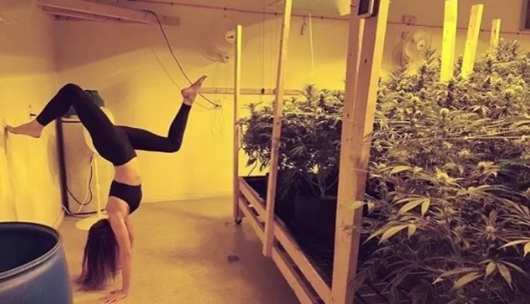Weed Porn: Getting Fit for 4/20