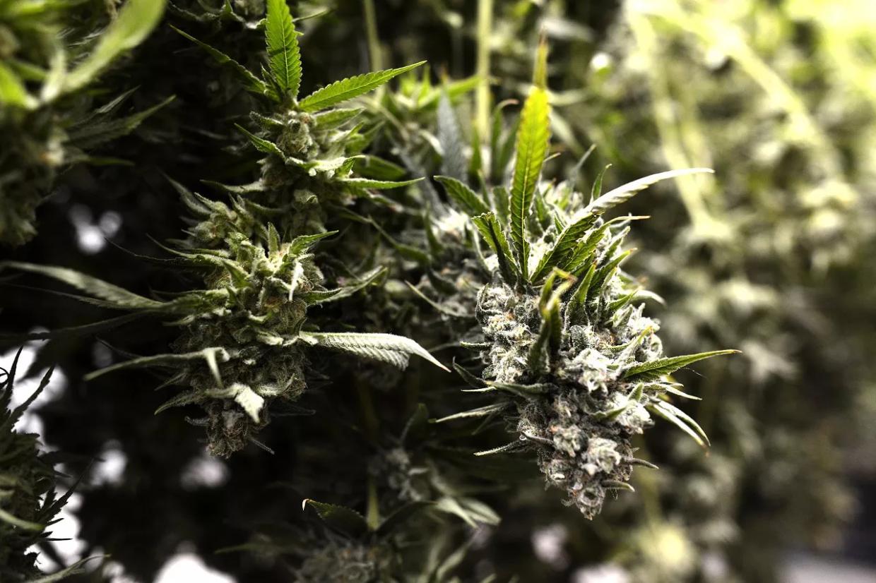 “Marijuana as Medicine”: National Institute on Drug Abuse Updates Its Website