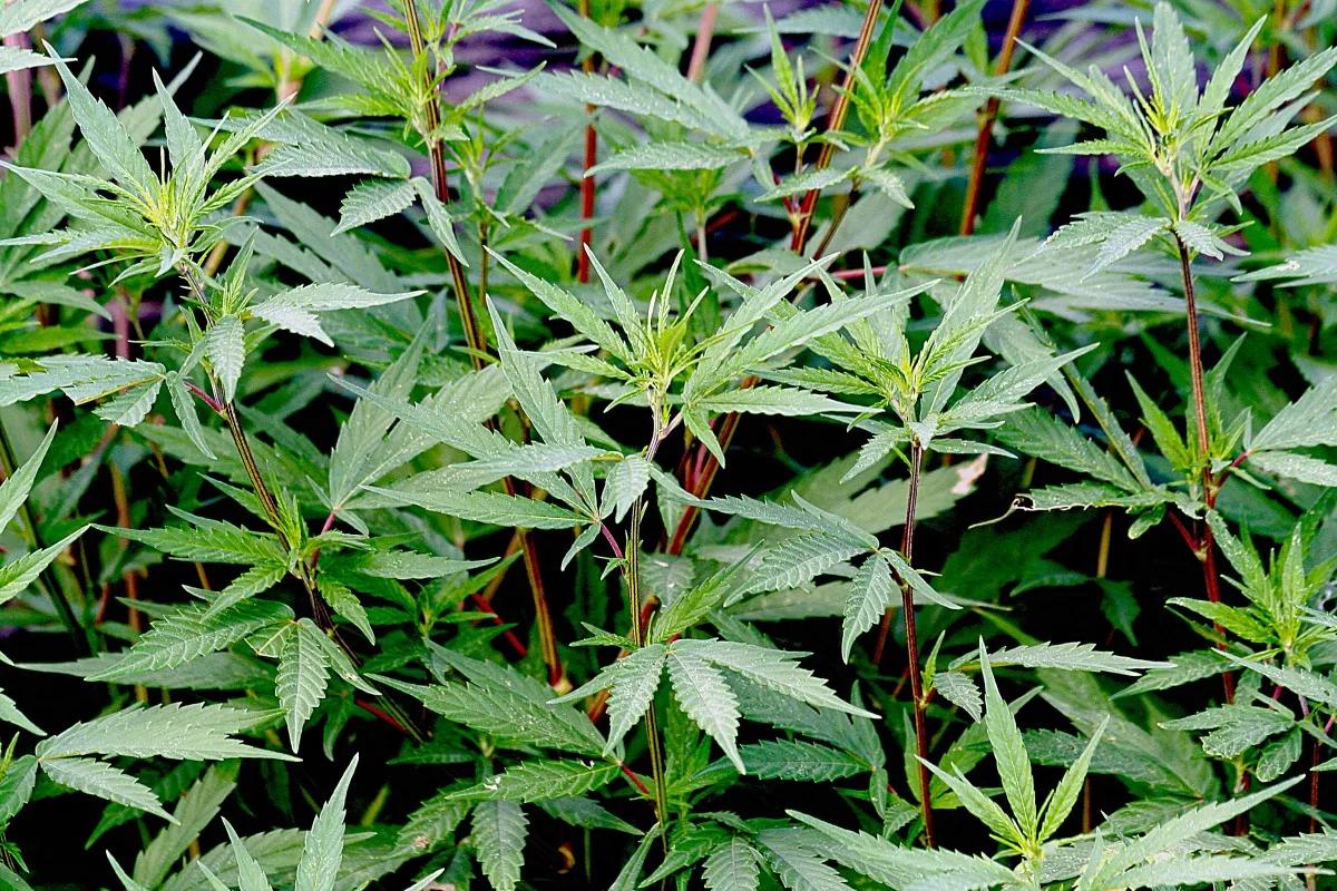 Eight Reasons Why Investors Are Backing Cannabis Startups