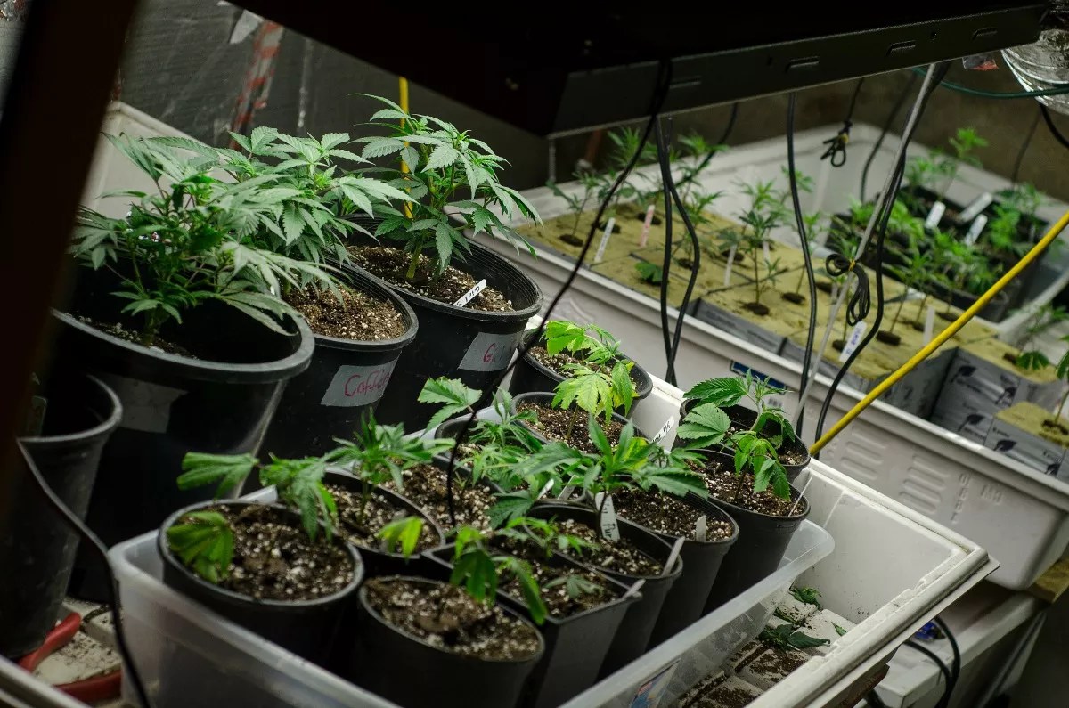 Five Cannabis-Related Bills Proposed in Congress, and What They Could Change