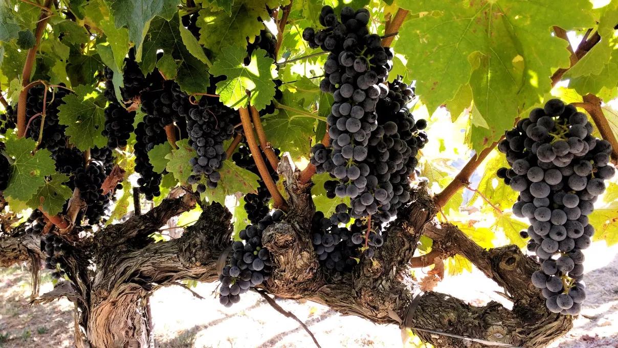 Colorado Natural Wine Week Brings Organic and Biodynamic Wines to Denver