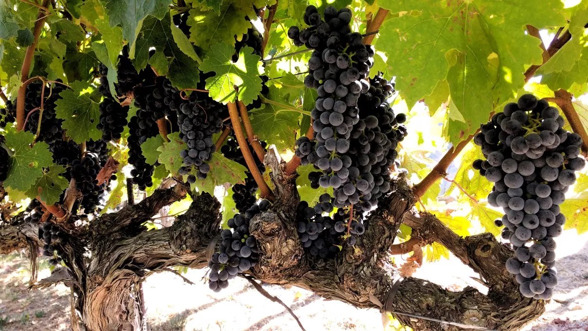 Colorado Natural Wine Week Brings Organic and Biodynamic Wines to Denver