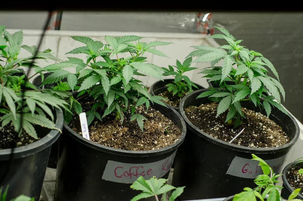 Opioid Hospitalization Rates Lower in States With Legal Medical Marijuana